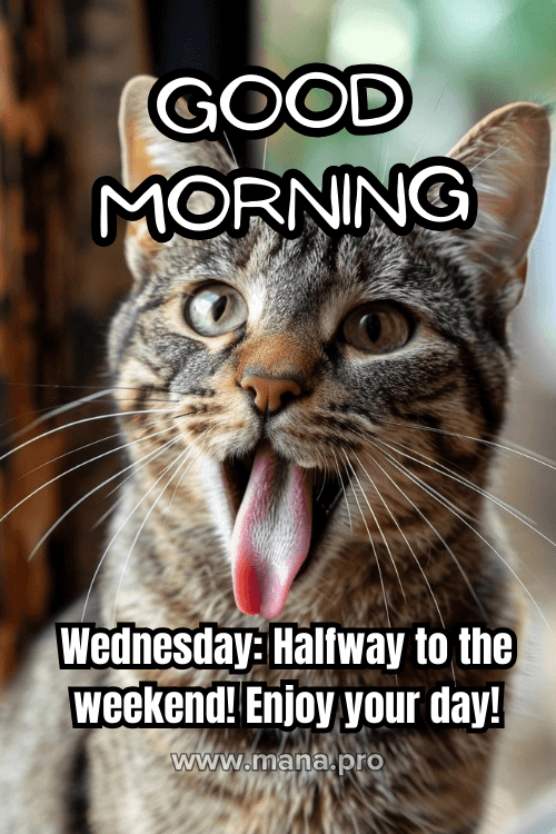 Funny Good Morning Happy Wednesday Images
