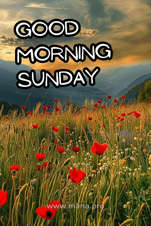 Good Morning Happy Sunday Flowers Images