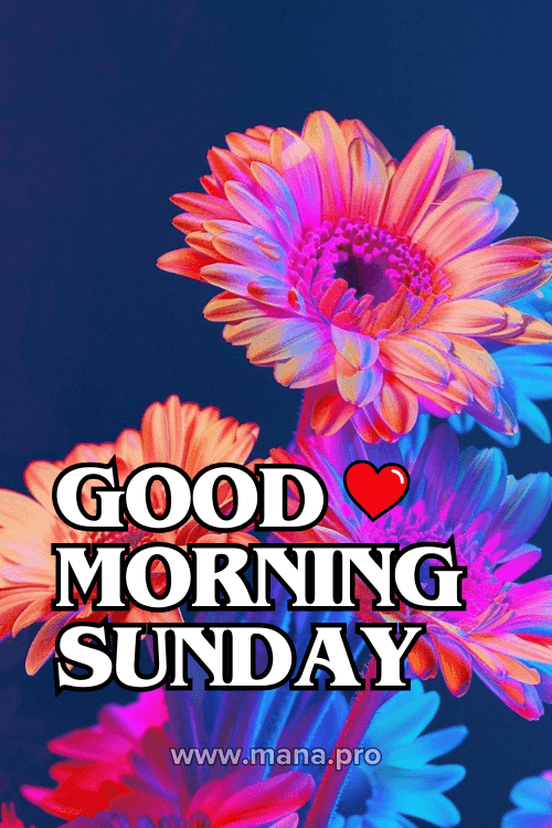 Good Morning Happy Sunday Flowers Images