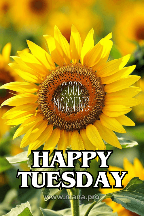 Good Morning Happy Tuesday Flowers Images