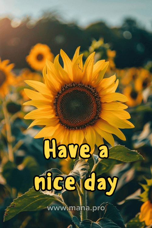 Good Morning Have A Nice Day Images
