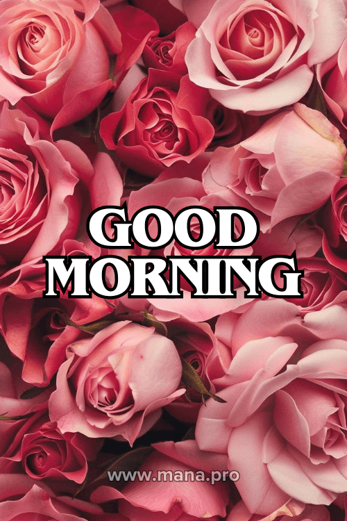 Good Morning Images With Rose Flowers