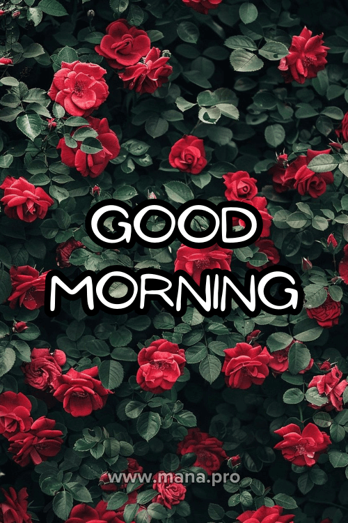 Good Morning Images With Rose Flowers