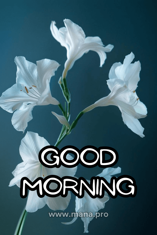 Good Morning Images With White Flowers