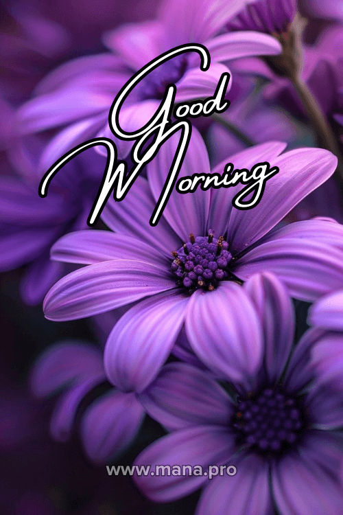Good Morning Purple Flowers Images