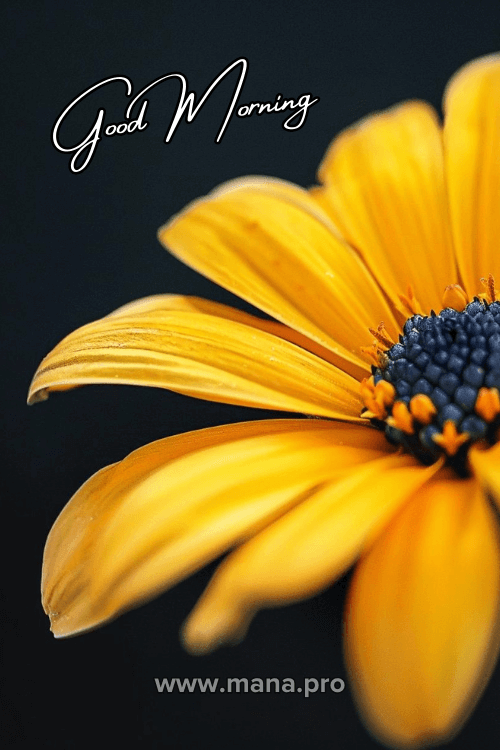 Good Morning Yellow Flowers Images