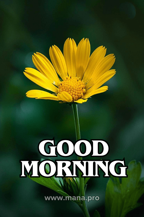 Good Morning Yellow Flowers Images