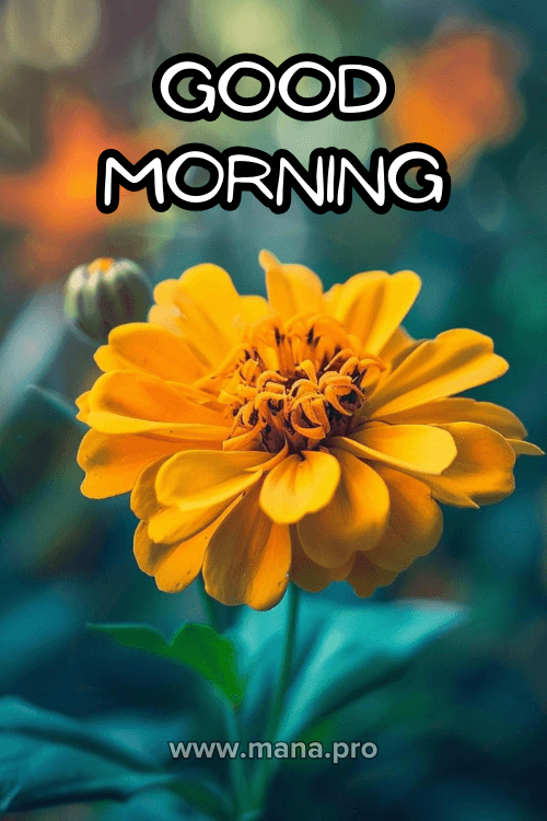 Good Morning Yellow Flowers Images