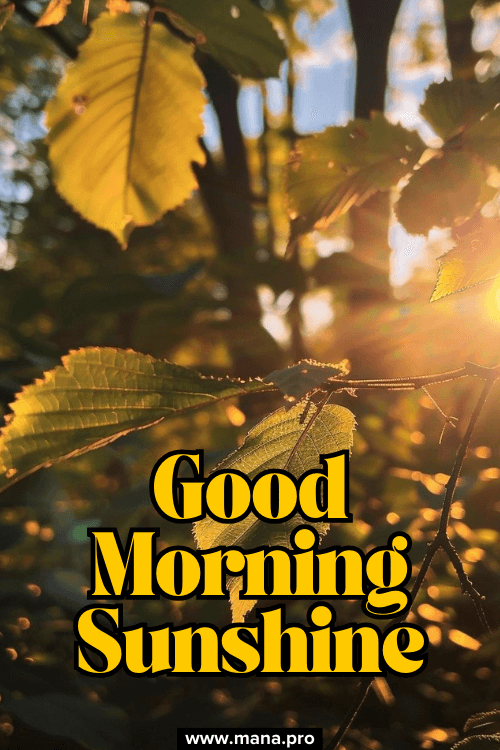 Natural Good Morning Sunshine Images